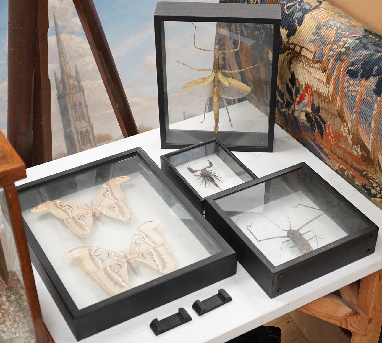 A collection of four cased taxidermy insects; the male and female Atlas Moths, 38.5cm x 31cm x 5.5cm, a Praying Mantis, a Harlequin beetle, and a Scorpion, all mounted in black painted frames, with glazed front and back